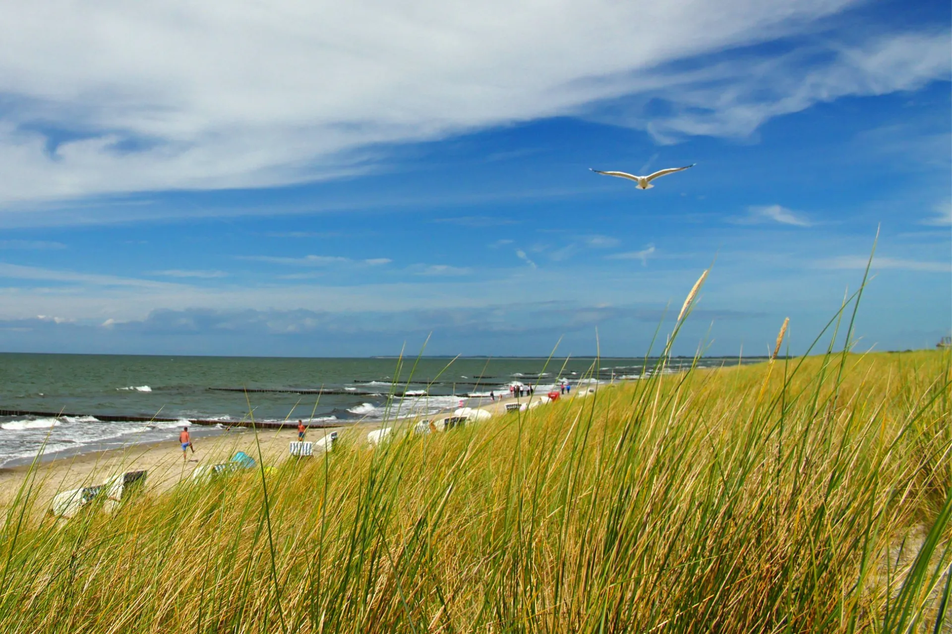 Ostseehase Graal-Müritz