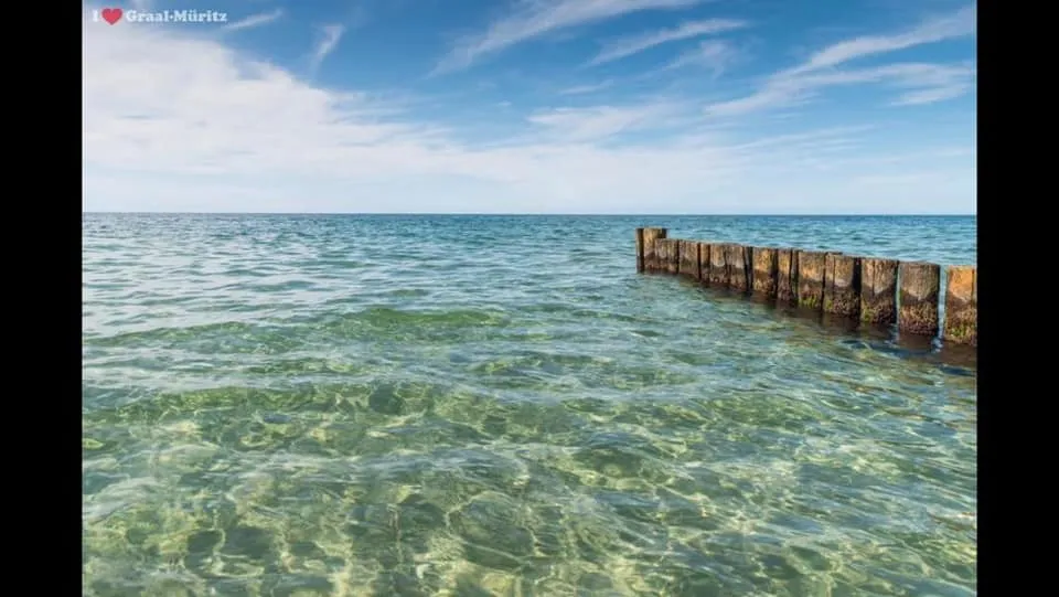Ostseehase Graal-Müritz