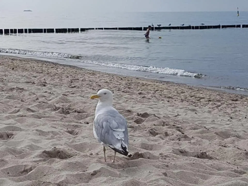 Ostseehase Graal-Müritz